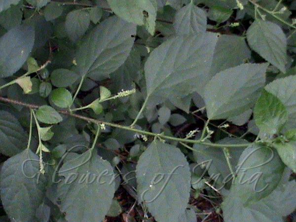 Siamese Acalypha
